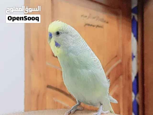 طير حب متكلم اليف