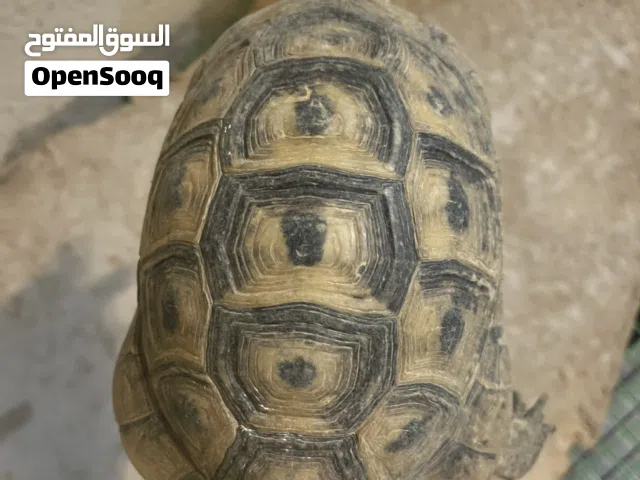 سلاحف برية جاهزه للإنتاج