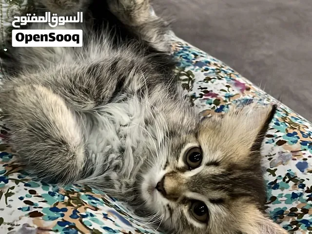 انثى نوعها شيرازي أمريكي عمرها شهرين ونص