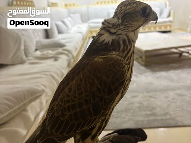 قرموشه حرار خالي من الجميع العذرايرب
