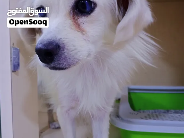 انثى لولو فوكس هي و غراضها للبيع