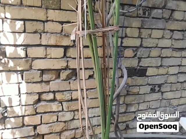 للبيع فسائل نخيل برحي أصلي - البصرة دور النفط