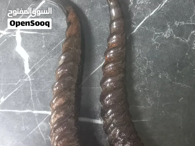 للبيع قرون غزال