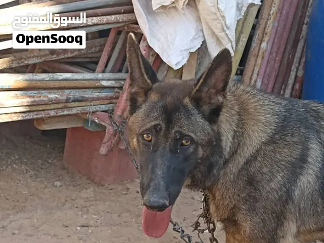 انتى اللبيع سعر 2000