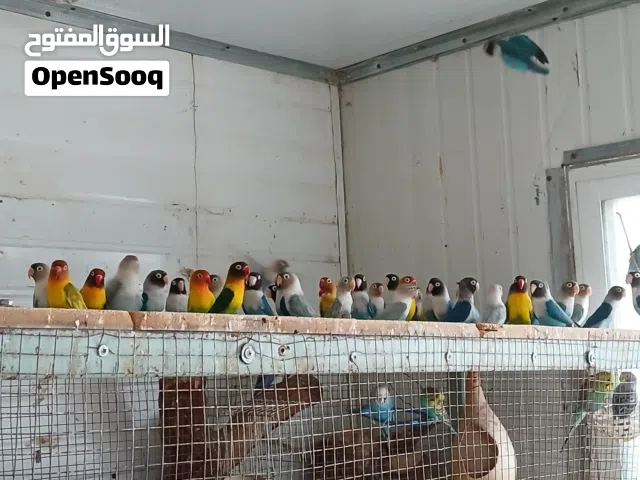 عصافير توكي شغالة للبيع صحه جيده الوان جميله جدا طفرات شيء فخامه