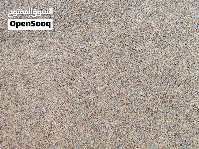 بذر قت عماني