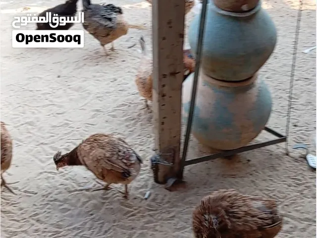 حمام لوت ودجاج عربي