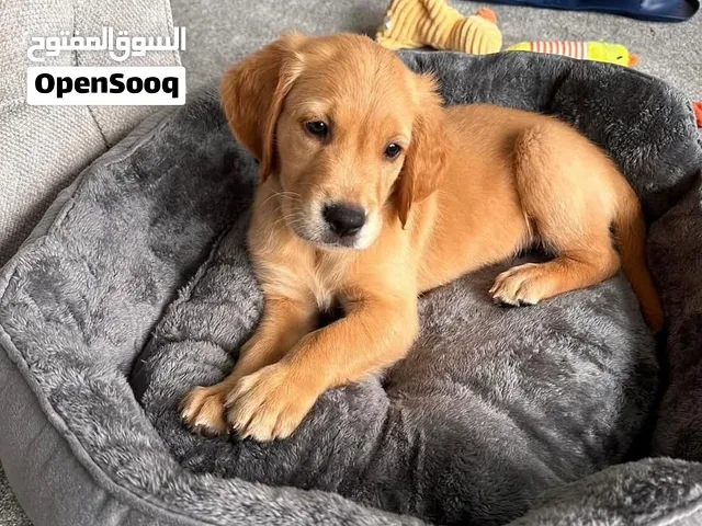 golden retriever puppy for adoption