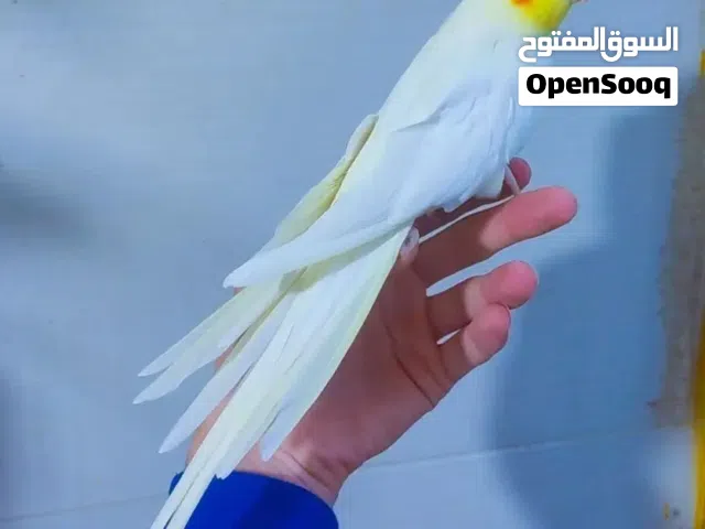 طيور زينة جميلة وبأسعار مميزة