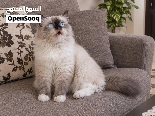 قط ذكر.....