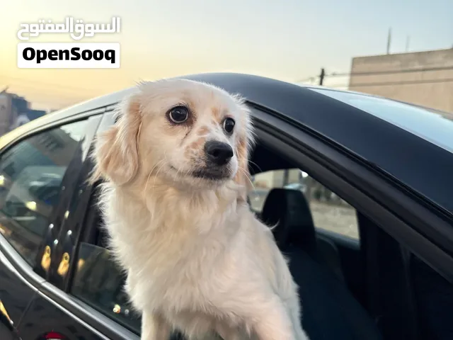 مالتيز أنثى بيور – فرنسي – عمر 6 شهور - Purebred Maltese – Female – 6 Months