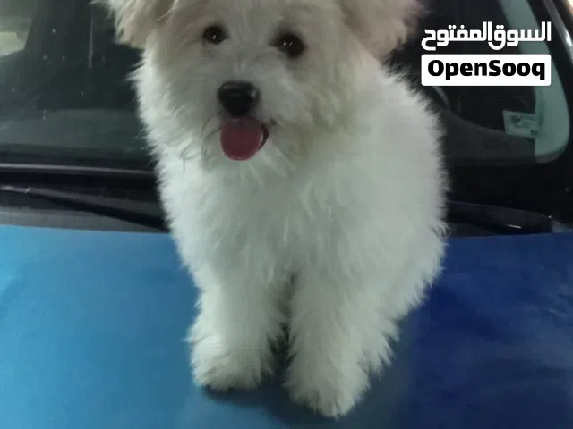 كلب جيرفون للبيع – أنثى 3 شهور – لعوبة وصحتها ممتازة في كلام في السعر اللي هيخلص