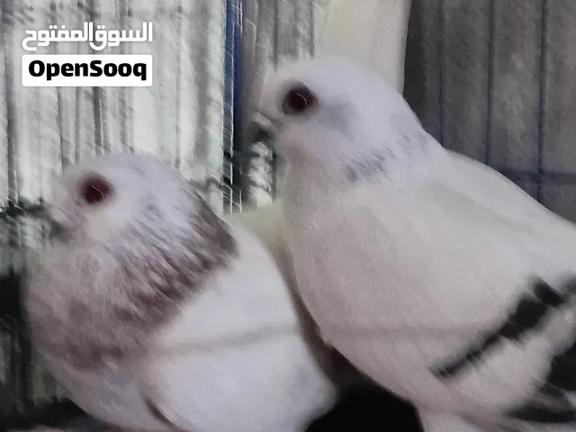جوزين ما شاء الله صحه ونظافه للبيع اقرا الوصف