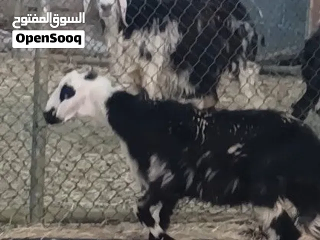 حملة نجدية عمرها شهرين
