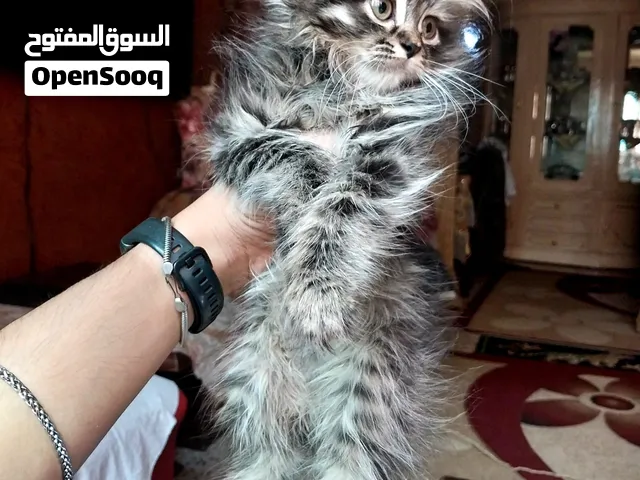 بنتين شيرازي مون فيس للبيع