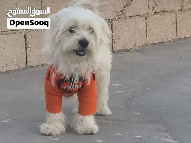 كلب مالتيز لطيف ولعوب ومرح وبحب صاحبه وعندي ملاحضات المهتم يتواصل معي