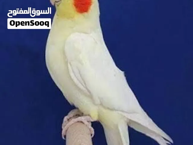 مطلوب زوج كوكتيل منتج بسعر مناسب