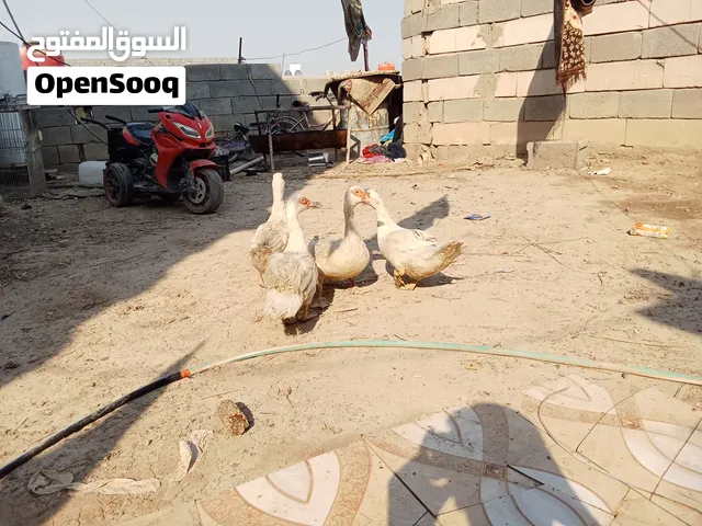 متاح بشوش مصريات كبار للبيع اقره الوصف