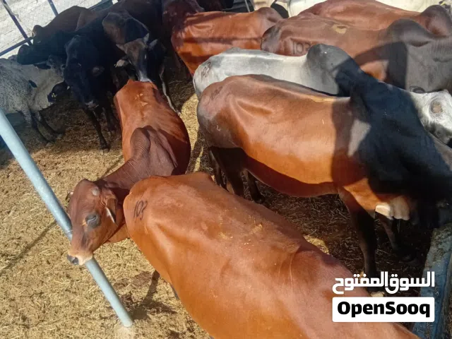 ثيران اثيوبي