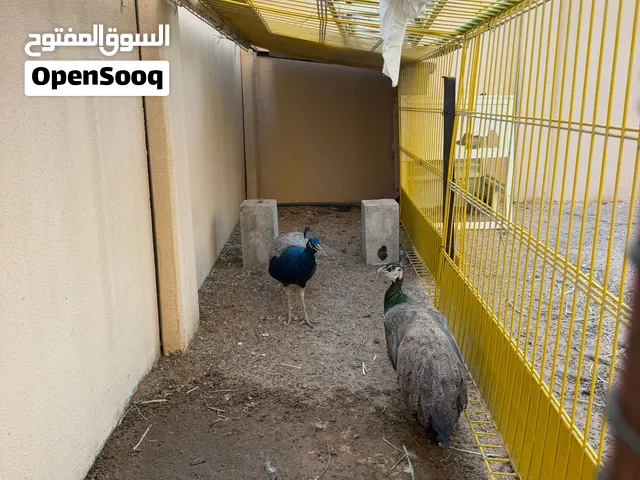البيع طاوس