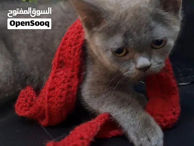4 قطط ب 50 ألف والوحدة بسعر رمزي