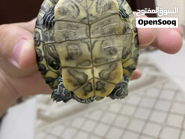سلحفاة مائية