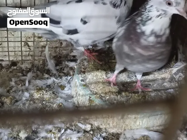 حمام كويتي