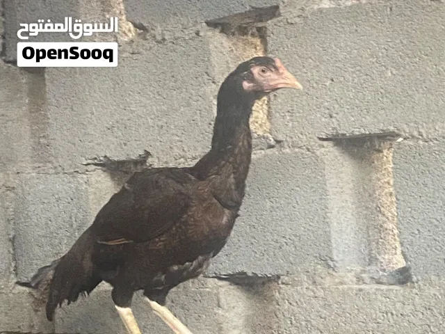 للبيع دجاجة باكستانية بيور منتجة