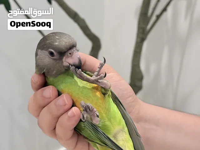 ببغاء سنغالي صغير وأليف للبيع – القطيف
