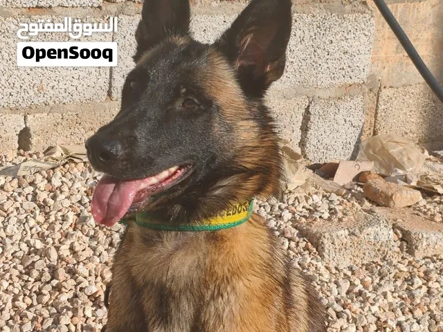 انثايا مينواو تبارك الرحمن عمرها 10 شهور شراسه فلدم 1000 دينار