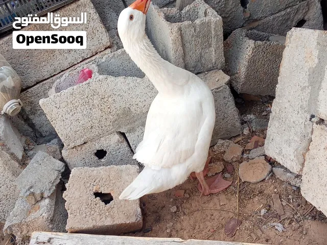 طيور مائيه وز
