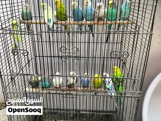 طيور بادجي عشاق للبيع