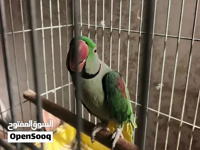 للبيع ببغاء كاساندرا فحل مطوق صحه ممتازه غير أليف ببرطم حكي مع القفص بسعر مغري جدا