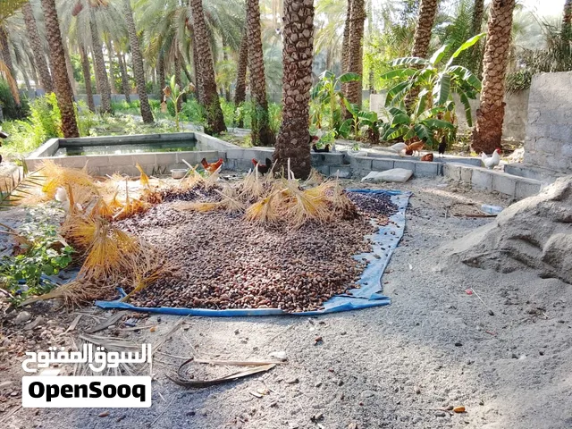 nafiya nagal