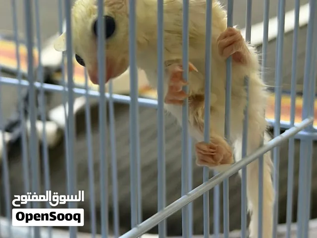 اجمل سنجاب