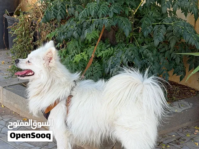 للبيع كلب بوميرينيان ذكر