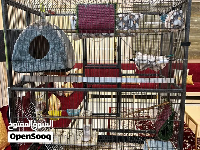 سنجاب طائر Sugar Glider