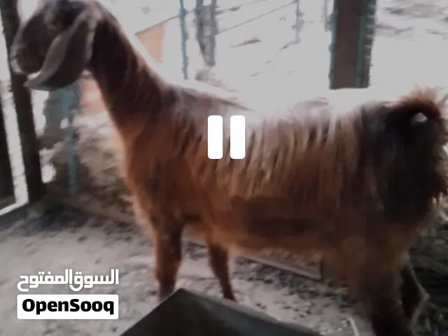 بسم الله ماشالله تبارك الرحمن ثنيه ثلاث حبات عشار ثلاث شهور ونص لا اربع شهور