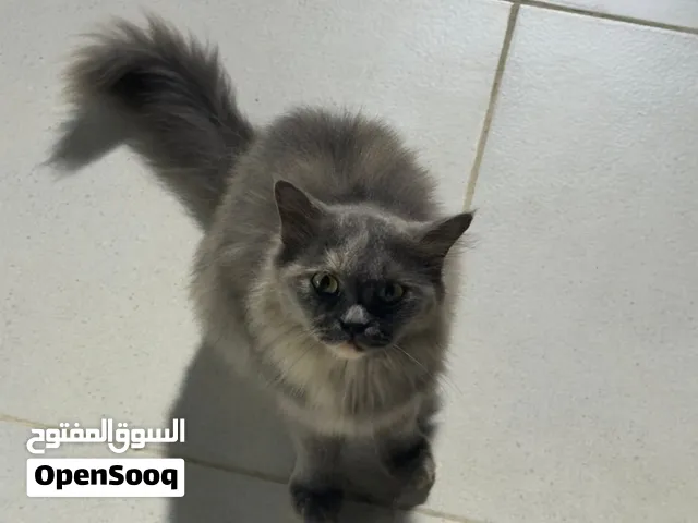 سنوره بصحه ممتازه