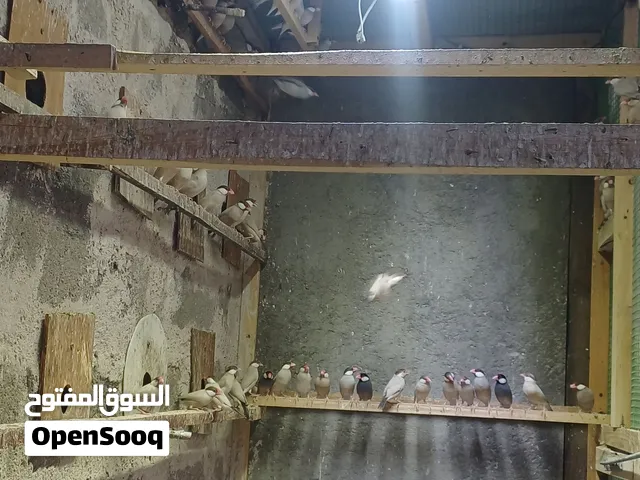 جاو عسلي عيون حمراء