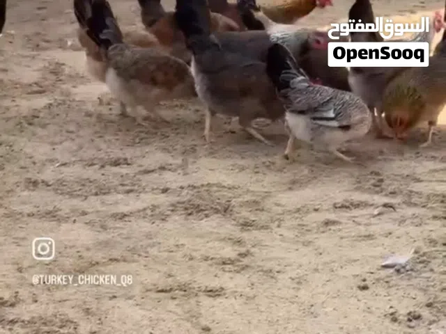 للبيع أطباق بيض دجاج عربي