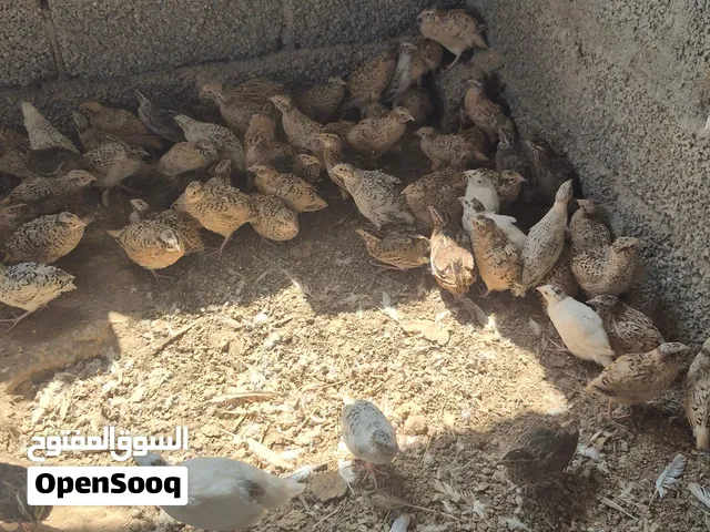 للبيع سمان