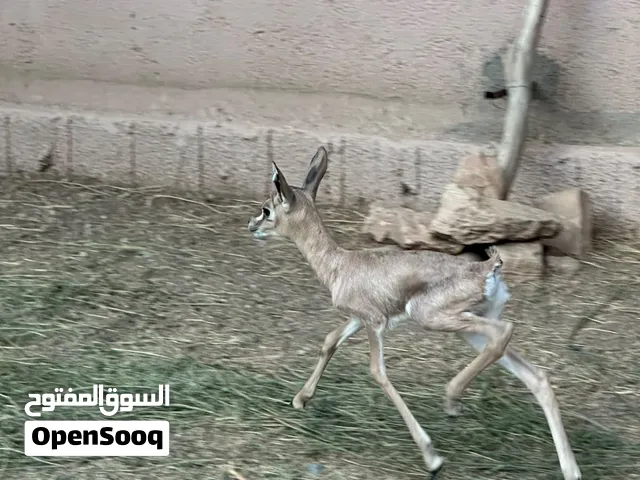 غزال عربي الديماني