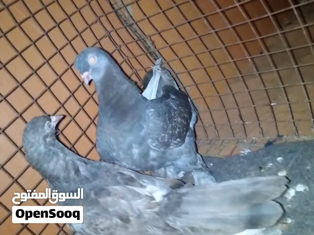 حمام شقلاب للبيع
