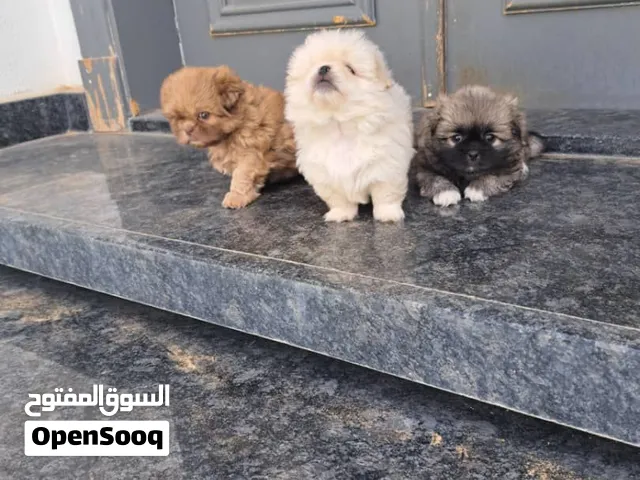 ثلات جراء إناث Shih Tzu بمواصفات دبدوبي توب ليين