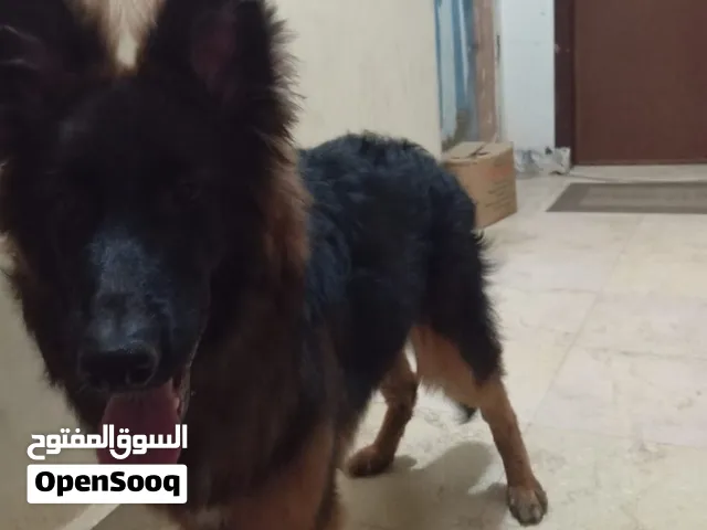 جيرمن شيبرد للبيع