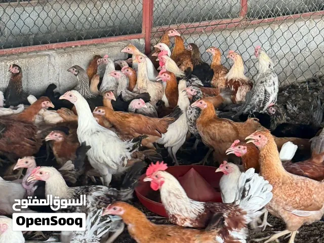 دواجن عماني هجين نسبه عاليه و طيور السمان إنتاج المزرعه ولله الحمد باعمار مختلفه اقرا الوصف