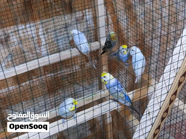 3 ازواج وتك سعرهن 40 الف قفل
