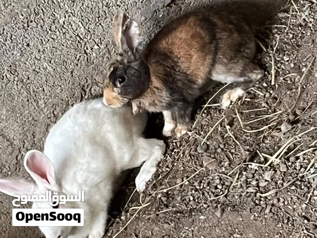 ارانب للبيع الحق قبل الجميع