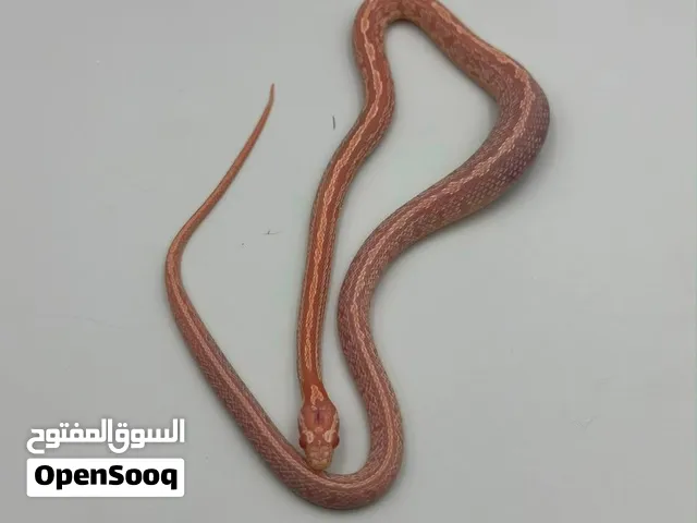 ثعبان corn snake ب900